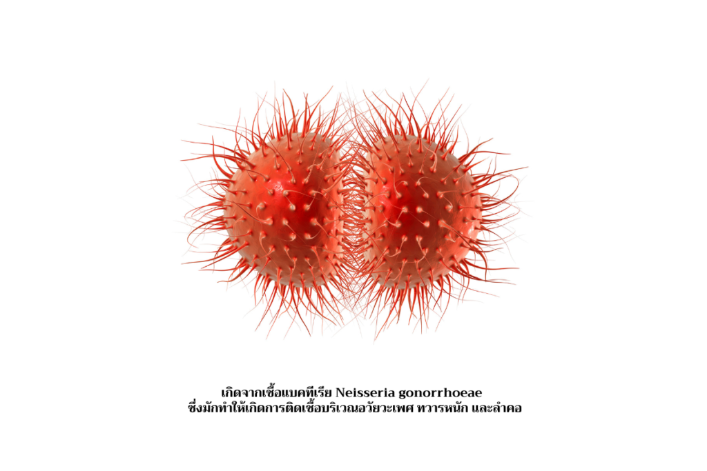 แบคทีเรีย Neisseria gonorrhoeae