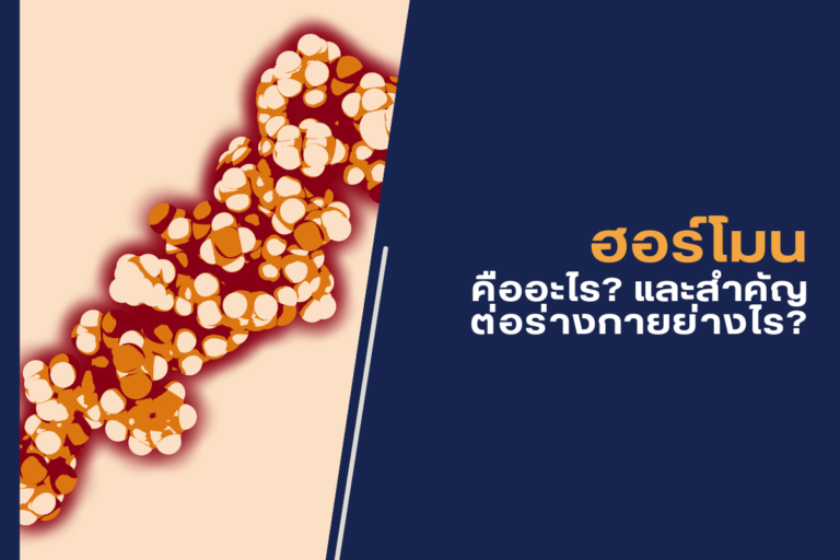ฮอร์โมน คืออะไร และสำคัญต่อร่างกายอย่างไร